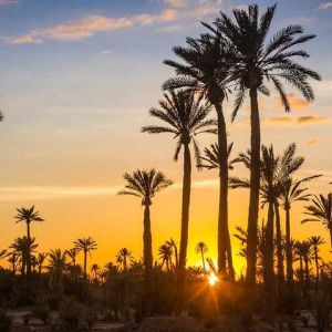 Sunset Camel Ride in the Palmeraie Oasis.