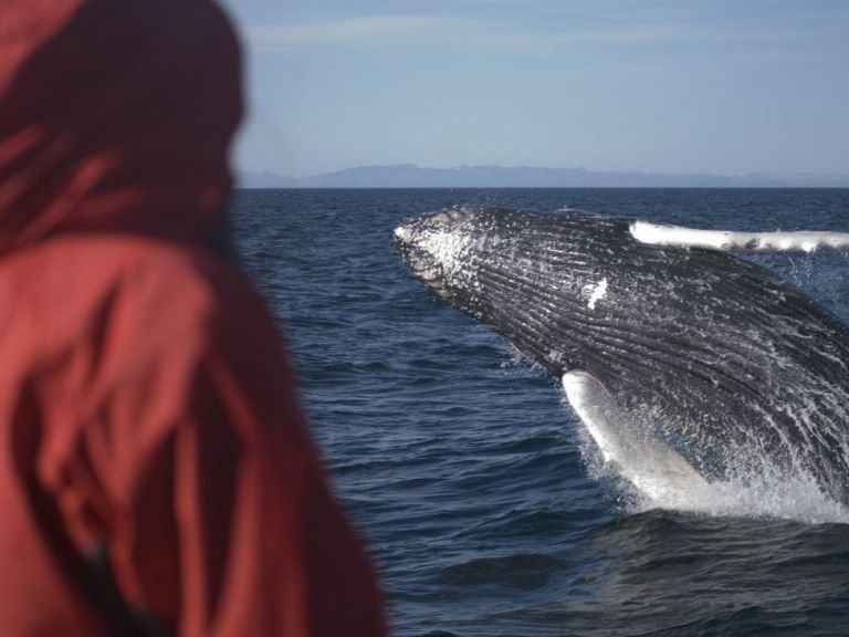 Reykjavík Classic Whale Watching: Enjoy a magical journey into Faxaflói bay with our expert crew and specially trained naturalists. Explore the whales of Reykjavík under the excellent guidance of our marine biologist guides and learn all about the incredible wildlife that call Iceland their home.