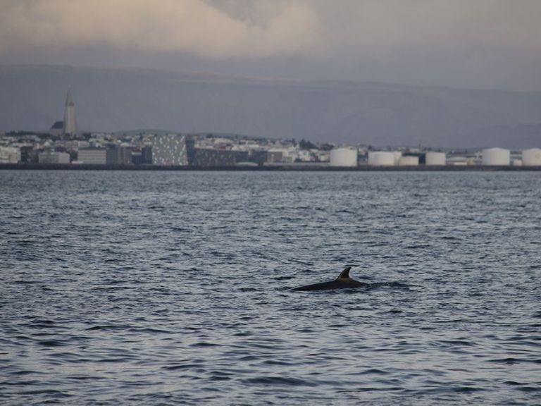 Reykjavík Classic Whales in the Midnight Sun.