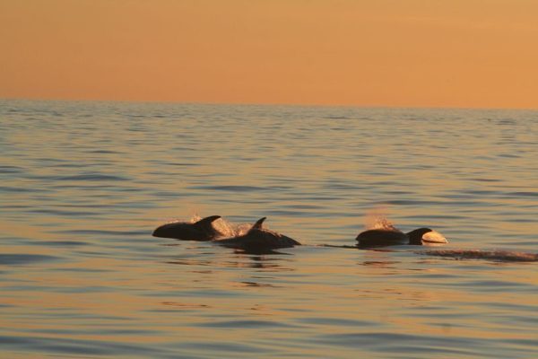 Reykjavík Classic Whales in the Midnight Sun