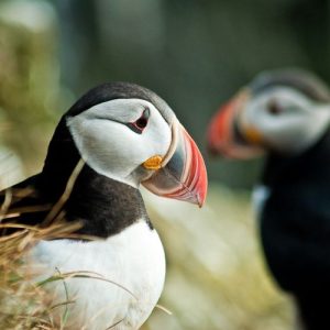 Puffin Express from Reykjavik: The Puffin Watching tours with our, 'Puffin Express', have been popular for over a decade! Special Tours is a pioneer in Puffin Watching in Iceland.