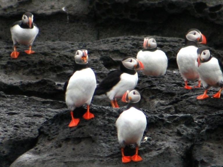 Puffin Express from Reykjavik: The Puffin Watching tours with our, 'Puffin Express', have been popular for over a decade! Special Tours is a pioneer in Puffin Watching in Iceland.