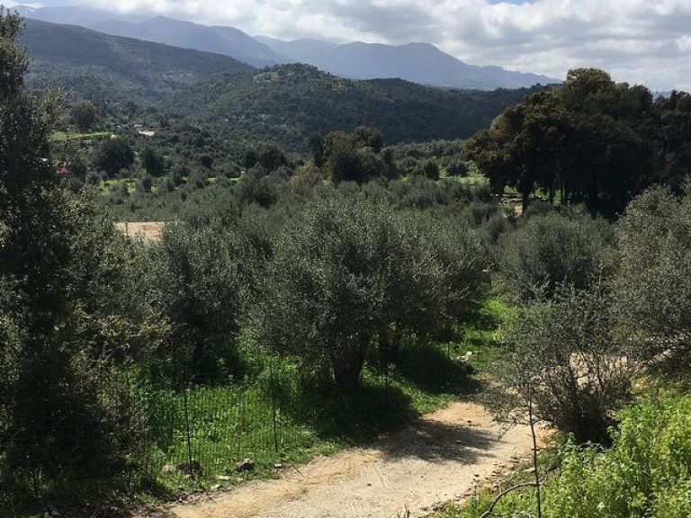 The Cretan Way of Life at the mountains of Rethymno (Mylopotamos).