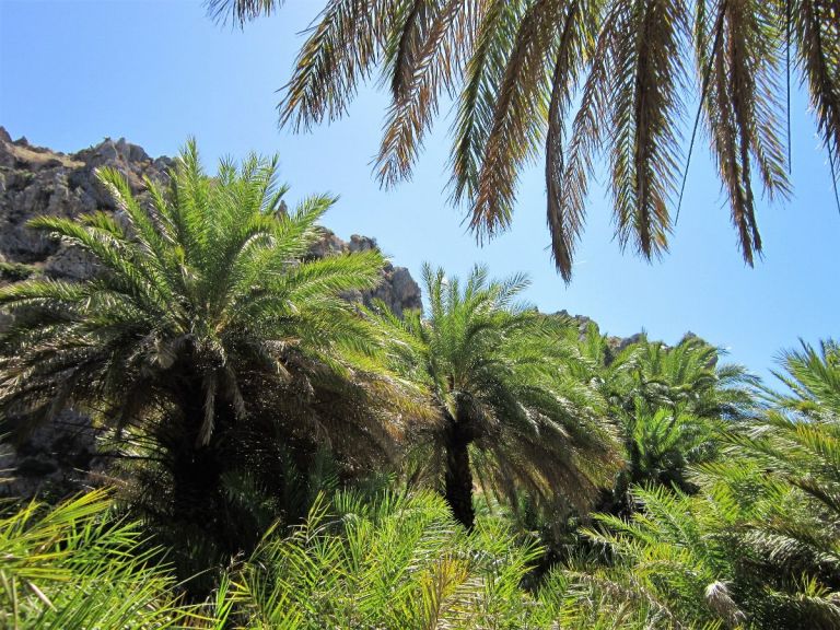 Palm Forest Hike in Preveli from Rethymno.