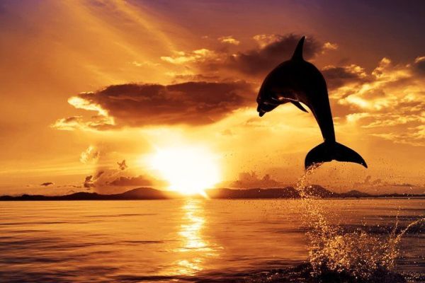 Dolphin And sunset watching