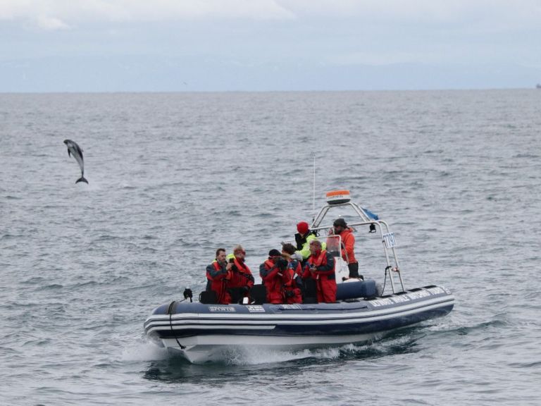 Whales Puffins & Reykjavík: Experience the wildlife and nature adventure of a lifetime on this  small group - personal whale watching tour. The custom made RIB boats allow you to get closer to the whales and puffins than any boats can offer. On this fun tour the fast, stable and safe boats also allow us to cover more area as we search for the wild life, thus increasing your chances of spotting whales, dolphins and bird-life. 