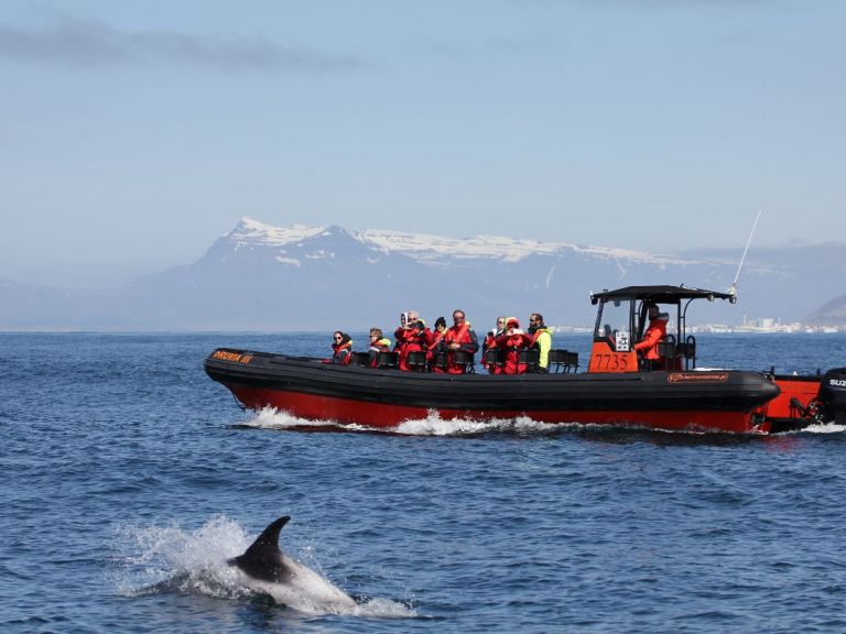 Whales Puffins & Reykjavík: Experience the wildlife and nature adventure of a lifetime on this  small group - personal whale watching tour. The custom made RIB boats allow you to get closer to the whales and puffins than any boats can offer. On this fun tour the fast, stable and safe boats also allow us to cover more area as we search for the wild life, thus increasing your chances of spotting whales, dolphins and bird-life. 