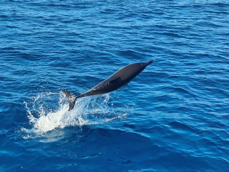 MATRIX • Dolphins and Caves!