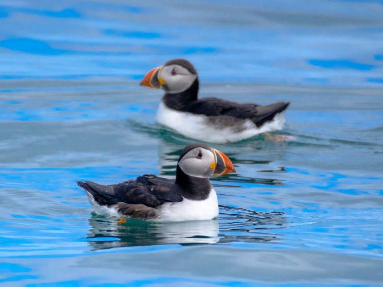 The Puffin Express by RIB Speedboat is the perfect option for an exciting, fast tour that presents the opportunity to get really close to the birds! The adventure starts at the Old Harbour of Reykjavík and they only take one hour.