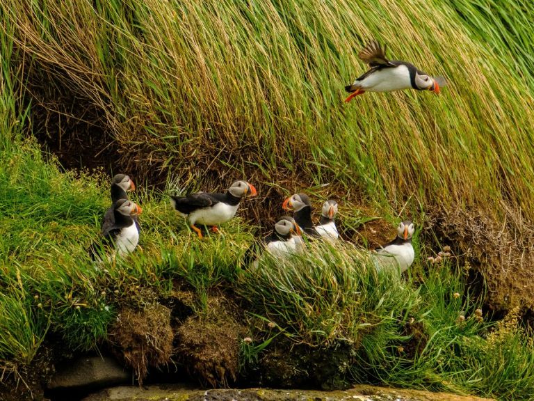 The Puffin Express by RIB Speedboat is the perfect option for an exciting, fast tour that presents the opportunity to get really close to the birds! The adventure starts at the Old Harbour of Reykjavík and they only take one hour.