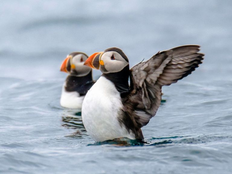 The Puffin Express by RIB Speedboat is the perfect option for an exciting, fast tour that presents the opportunity to get really close to the birds! The adventure starts at the Old Harbour of Reykjavík and they only take one hour.