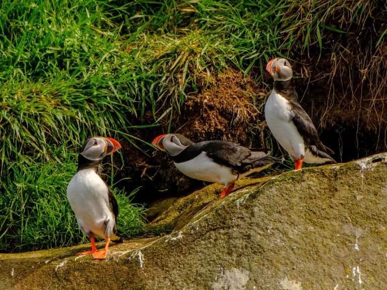 The Puffin Express by RIB Speedboat is the perfect option for an exciting, fast tour that presents the opportunity to get really close to the birds! The adventure starts at the Old Harbour of Reykjavík and they only take one hour.