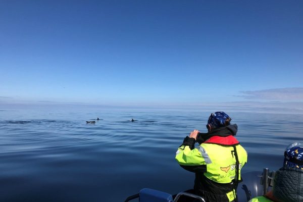 RIB Speedboat Whale Watching in Reykjavík