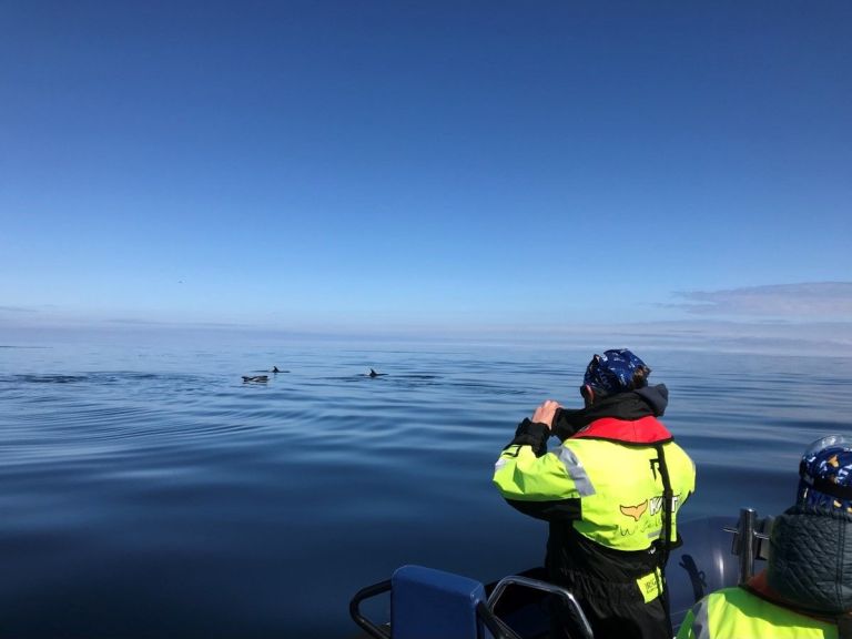 RIB Speedboat Whale Watching - See Iceland's gentle giants from our spectacular and fast Rib boats which are brand new and equipped with 12 suspension seats to enhance your comfort, security and level of enjoyment.
