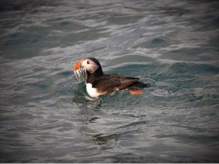 The Puffin Express by RIB Speedboat is the perfect option for an exciting, fast tour that presents the opportunity to get really close to the birds! The adventure starts at the Old Harbour of Reykjavík and they only take one hour.