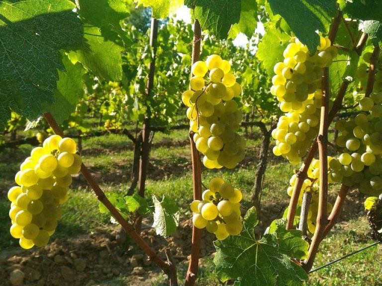 Brescia and Franciacorta winery area