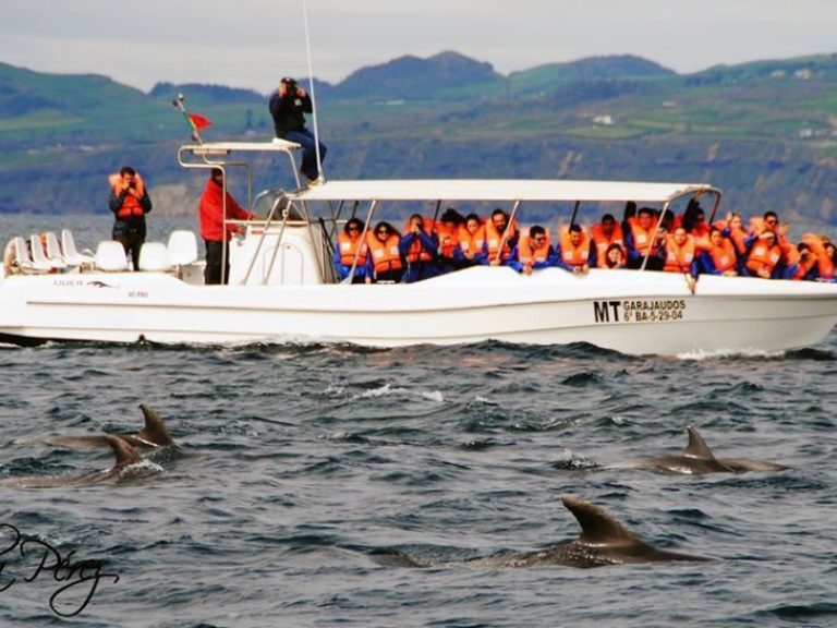 Whale Watching (Half Day) - In the Azores we have the opportunity to observe about 27 species of cetaceans throughout the...