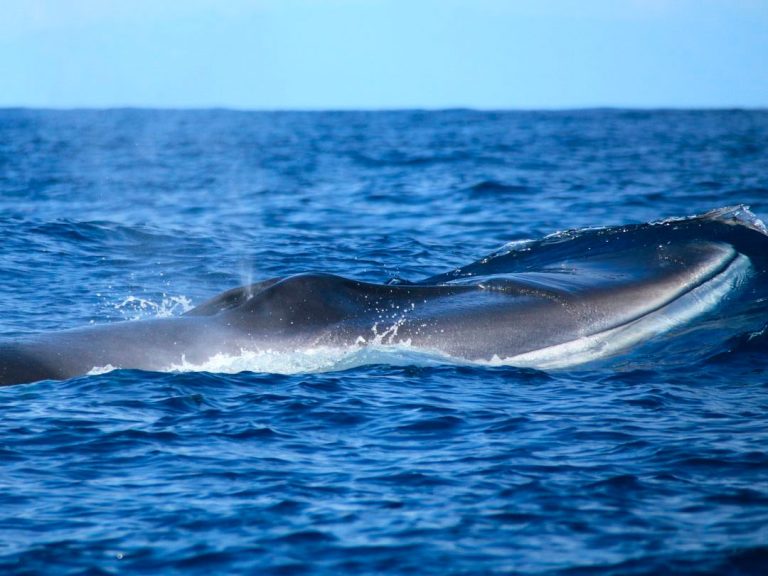 Whale and Dolphin Watching - In the Azores you have the opportunity to observe about 27 species of whales and dolphins...