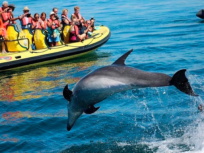 Benagil Caves And Dolphin Watching From Albufeira
