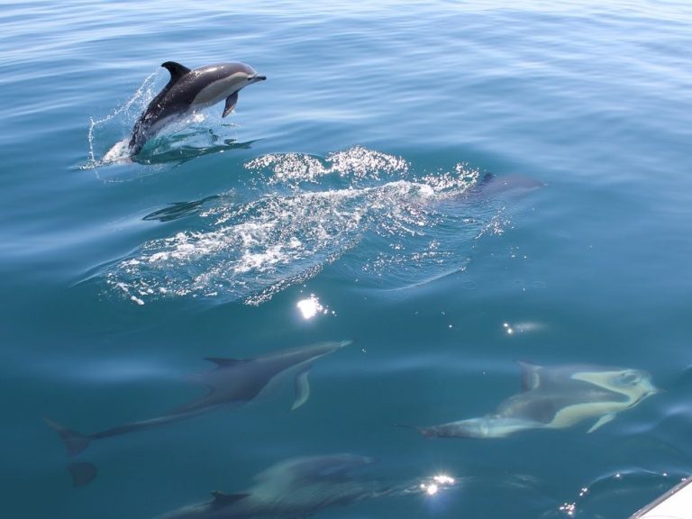 Dolphin Safari & Caves tour - Two hour program to observe our dolphin friends that stroll along the Algarvian coast and visit the spectacular caves.