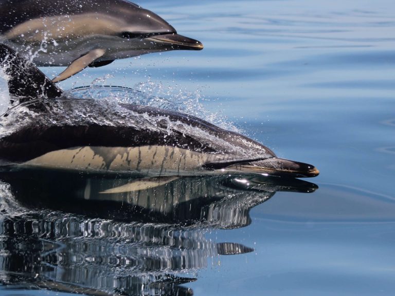 Dolphin Watching From Sagres - The most observed species of small cetaceans are the Common Dolphin (Delphinus delphis)...