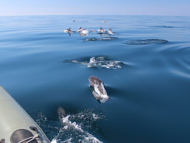 Dolphin Watching From Sagres - The most observed species of small cetaceans are the Common Dolphin (Delphinus delphis)...