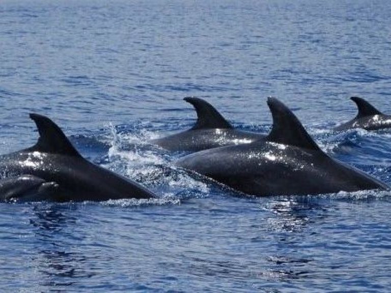 Swimming with Dolphins (half day) - Terceira Island - This experience begins with a briefing in which he will give advice...