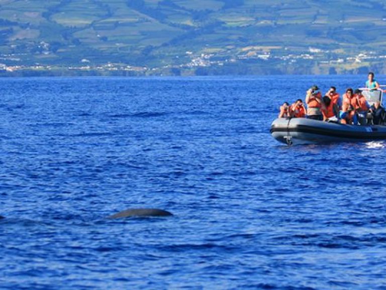 Whale Watching (Half Day) - In the Azores we have the opportunity to observe about 27 species of cetaceans throughout the...