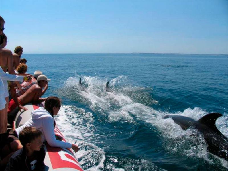 Lagos Dolphin Watching