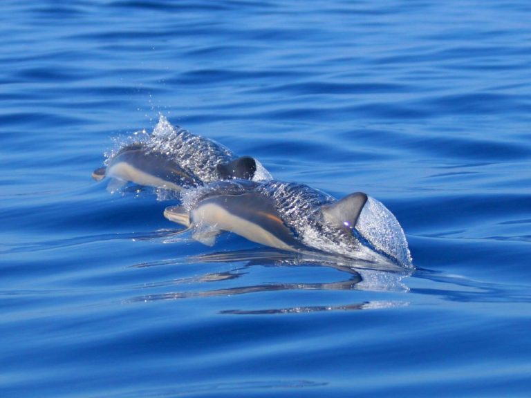 Whale Watching (Half Day) - In the Azores we have the opportunity to observe about 27 species of cetaceans throughout the...