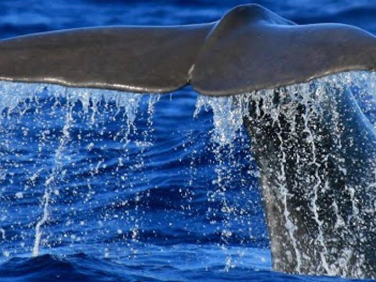 Whale and Dolphin Watching - In the Azores you have the opportunity to observe about 27 species of whales and dolphins...