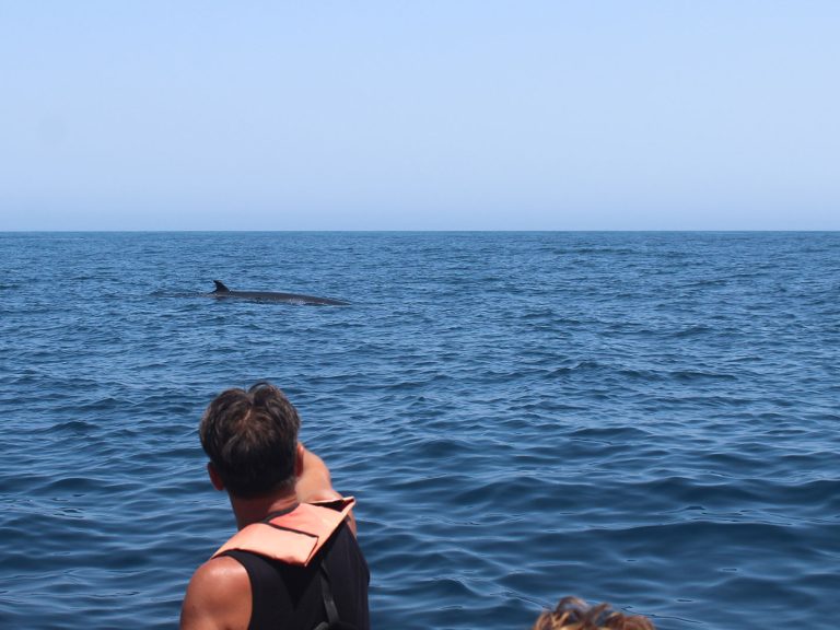 Dolphin Watching - On this trip we embarked on exploring the marine environment and its inhabitants. Our aim is to find...