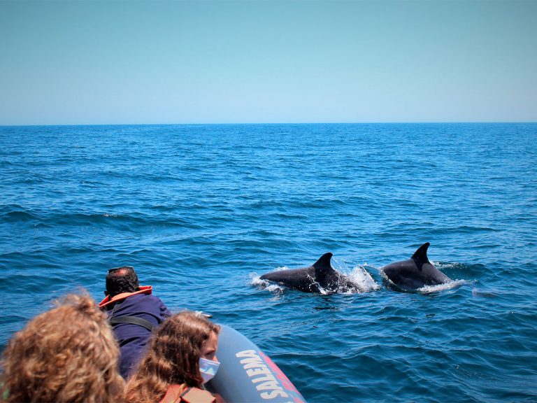 Dolphin Watching - On this trip we embarked on exploring the marine environment and its inhabitants. Our aim is to find...