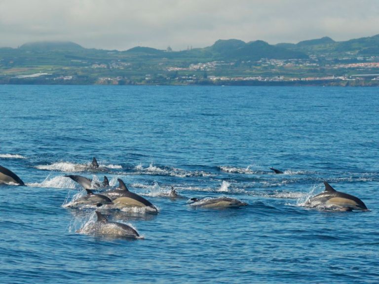 Swimming with Dolphins (half day) - Terceira Island - This experience begins with a briefing in which he will give advice...