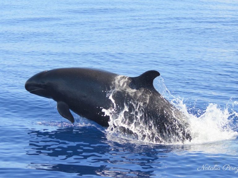 Whale Watching (Half Day) - In the Azores we have the opportunity to observe about 27 species of cetaceans throughout the...