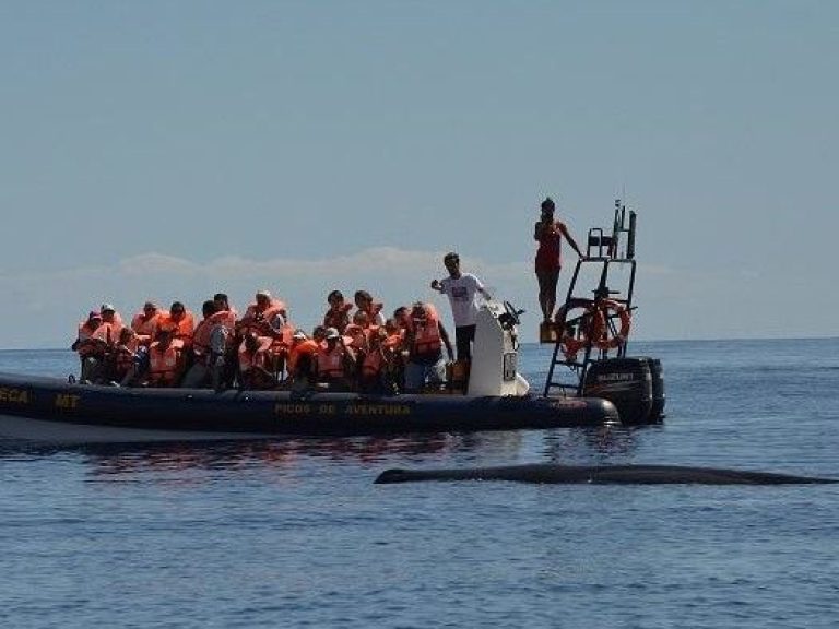 Whale Watching (Half Day) - In the Azores we have the opportunity to observe about 27 species of cetaceans throughout the...