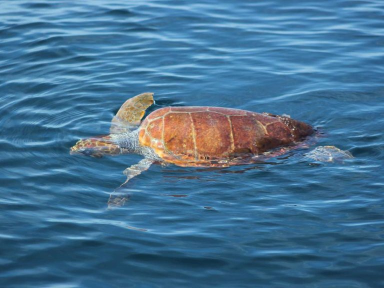 Dolphin Watching From Sagres - The most observed species of small cetaceans are the Common Dolphin (Delphinus delphis)...