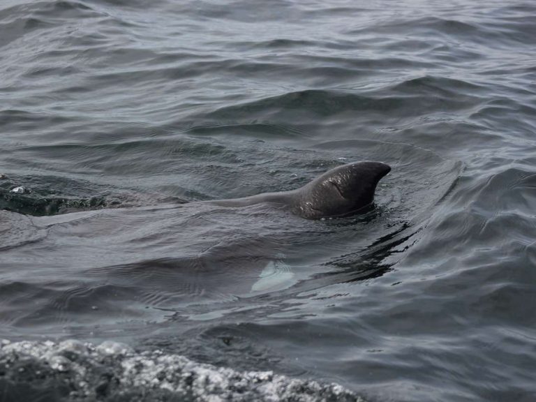 Dolphin Watching From Sagres - The most observed species of small cetaceans are the Common Dolphin (Delphinus delphis)...