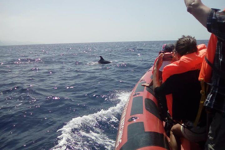 Dolphin & Whale Watching - Join us for an unforgettable Dolphin & Whale Watching experience from Funchal. Get ready to...