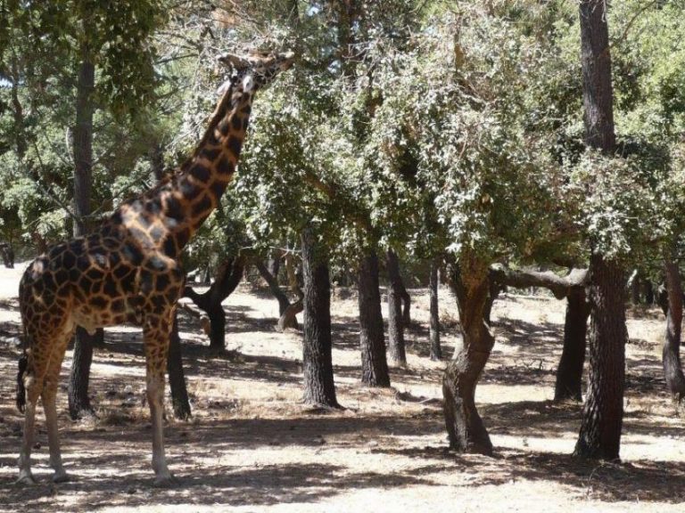 Badoca Safari Park Full Day - Embark on an unforgettable adventure with the Badoca Safari Park Full Day tour in the heart...