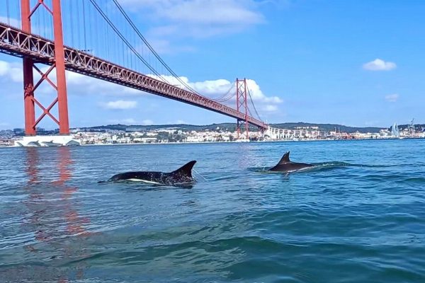 Lisboa – Dolphin and Whale Watching