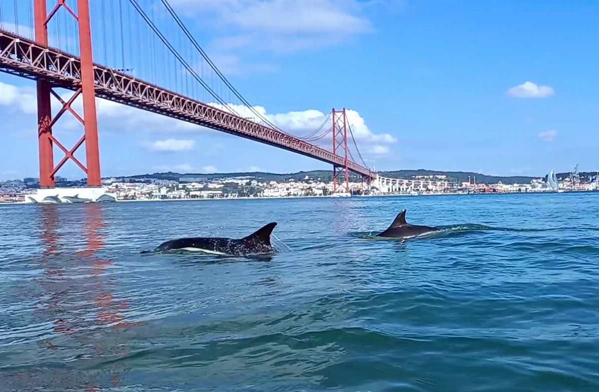 Safari Blue Lisboa - Dolphin and Whale Watching - Relax and enjoy breathtaking views of Lisbon's main monuments, the Estoril...