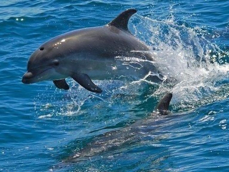 Dolphin Watching in the Wild + Arrábida Private Tour - Catch sight of bottlenose dolphins in the wild on this dolphin watching...