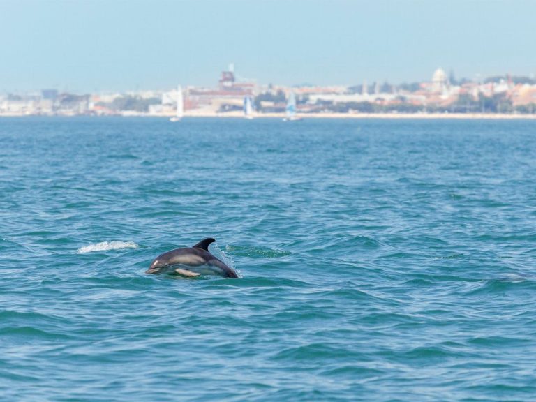 Safari Blue Lisboa - Dolphin and Whale Watching - Relax and enjoy breathtaking views of Lisbon's main monuments, the Estoril...