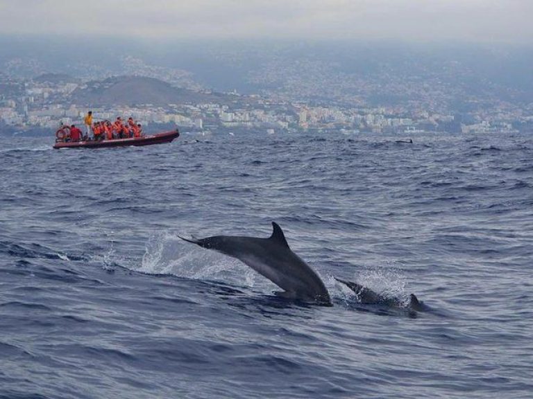 Dolphin & Whale Watching - Join us for an unforgettable Dolphin & Whale Watching experience from Funchal. Get ready to...