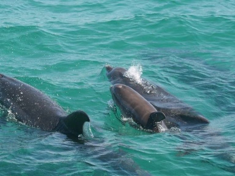 Dolphin Watching in the Wild + Arrábida Private Tour - Catch sight of bottlenose dolphins in the wild on this dolphin watching...