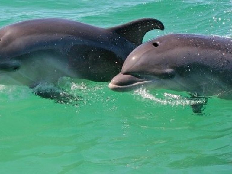 Dolphin Watching in the Wild + Arrábida Private Tour - Catch sight of bottlenose dolphins in the wild on this dolphin watching...