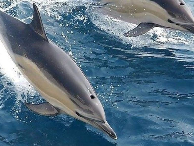 Private Boat Trip: Caves and Dolphins - For 2h00 explore 18km of the Algarve Coast, where you will discover beaches, rock...