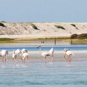 Flamingo Route - Tavira - 2 Hours Boat Trip - During this tour you will be able to observe the different species of birds...