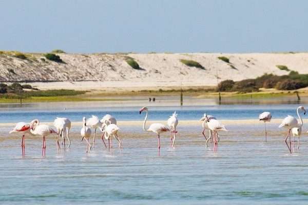 Flamingo Route – Tavira – 2 Hours Boat Trip